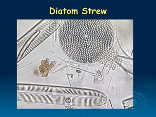 Diatom Strew
Diatom Strew
 