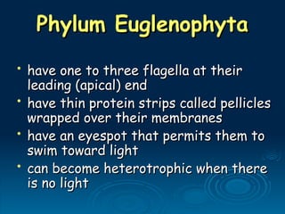 Phylum Euglenophyta
Phylum Euglenophyta
• have one to three flagella at their
have one to three flagella at their
leading (apical) end
leading (apical) end
• have thin protein strips called pellicles
have thin protein strips called pellicles
wrapped over their membranes
wrapped over their membranes
• have an eyespot that permits them to
have an eyespot that permits them to
swim toward light
swim toward light
• can become heterotrophic when there
can become heterotrophic when there
is no light
is no light
 