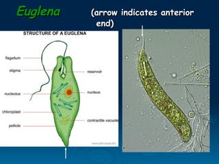 Euglena
Euglena (arrow indicates anterior
(arrow indicates anterior
end)
end)
 