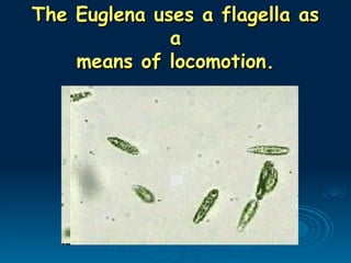 The Euglena uses a flagella as
The Euglena uses a flagella as
a
a
means of locomotion.
means of locomotion.
 