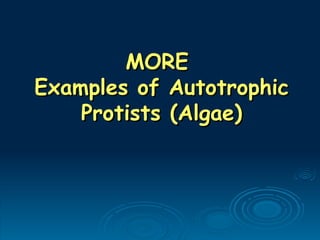 MORE
MORE
Examples of Autotrophic
Examples of Autotrophic
Protists (Algae)
Protists (Algae)
 