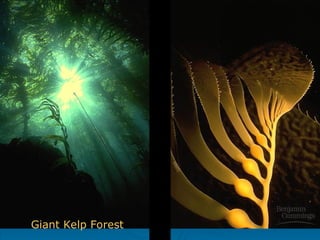 Giant Kelp Forest
 