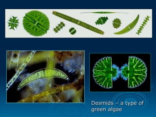 Desmids – a type of
Desmids – a type of
green algae
green algae
 