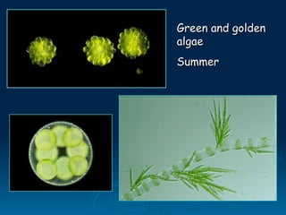 Green and golden
Green and golden
algae
algae
Summer
Summer
 
