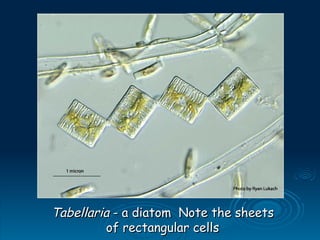 Tabellaria
Tabellaria - a diatom Note the sheets
- a diatom Note the sheets
of rectangular cells
of rectangular cells
 