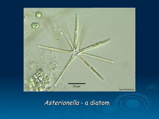 Asterionella
Asterionella - a diatom
- a diatom
 