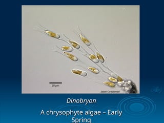 Dinobryon
Dinobryon
A chrysophyte algae – Early
A chrysophyte algae – Early
Spring
Spring
 