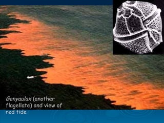 Gonyaulax (another
flagellate) and view of
red tide
 