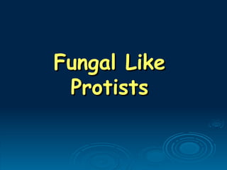 Fungal Like
Fungal Like
Protists
Protists
 