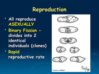 Reproduction
Reproduction
• All reproduce
All reproduce
ASEXUALLY
ASEXUALLY
• Binary Fission
Binary Fission -
-
divides into 2
divides into 2
identical
identical
individuals (clones)
individuals (clones)
• Rapid
Rapid
reproductive rate
reproductive rate
 
