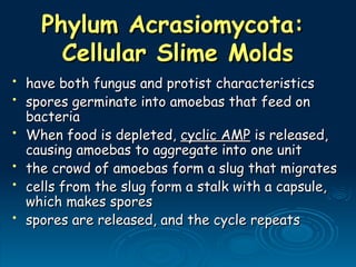 Phylum Acrasiomycota:
Phylum Acrasiomycota:
Cellular Slime Molds
Cellular Slime Molds
• have both fungus and protist characteristics
have both fungus and protist characteristics
• spores germinate into amoebas that feed on
spores germinate into amoebas that feed on
bacteria
bacteria
• When food is depleted,
When food is depleted, cyclic AMP
cyclic AMP is released,
is released,
causing amoebas to aggregate into one unit
causing amoebas to aggregate into one unit
• the crowd of amoebas form a slug that migrates
the crowd of amoebas form a slug that migrates
• cells from the slug form a stalk with a capsule,
cells from the slug form a stalk with a capsule,
which makes spores
which makes spores
• spores are released, and the cycle repeats
spores are released, and the cycle repeats
 
