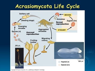 Acrasiomycota Life Cycle
Acrasiomycota Life Cycle
 