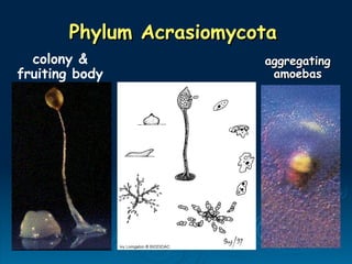 Phylum Acrasiomycota
Phylum Acrasiomycota
aggregating
aggregating
amoebas
amoebas
colony &
fruiting body
 