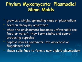 Phylum Myxomycota: Plasmodial
Phylum Myxomycota: Plasmodial
Slime Molds
Slime Molds
• grow as a single, spreading mass or plasmodium
grow as a single, spreading mass or plasmodium
• feed on decaying vegetation
feed on decaying vegetation
• when the environment becomes unfavorable (no
when the environment becomes unfavorable (no
food or water), they form stalks and spore-
food or water), they form stalks and spore-
producing capsules
producing capsules
• haploid spores germinate into amoeboid or
haploid spores germinate into amoeboid or
flagellated cells
flagellated cells
• these cells fuse to form a new diploid plasmodium
these cells fuse to form a new diploid plasmodium
 