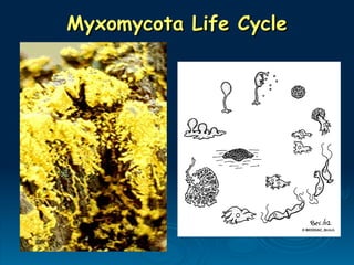 Myxomycota Life Cycle
Myxomycota Life Cycle
 