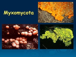 Myxomycota
Myxomycota
 