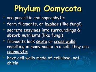 Phylum Oomycota
Phylum Oomycota
• are parasitic and saprophytic
are parasitic and saprophytic
• form filaments, or
form filaments, or hypha
hyphae (like fungi)
e (like fungi)
• secrete enzymes into surroundings &
secrete enzymes into surroundings &
absorb nutrients (like fungi)
absorb nutrients (like fungi)
• filaments lack
filaments lack septa
septa or
or cross walls
cross walls
resulting in many nuclei in a cell, they are
resulting in many nuclei in a cell, they are
coenocytic
coenocytic
• have cell walls made of cellulose, not
have cell walls made of cellulose, not
chitin
chitin
 