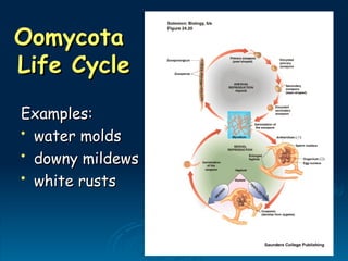 Examples:
Examples:
• water molds
water molds
• downy mildews
downy mildews
• white rusts
white rusts
Oomycota
Oomycota
Life Cycle
Life Cycle
 