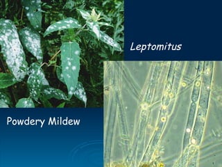 Leptomitus
Powdery Mildew
 