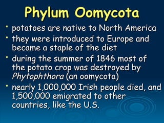 Phylum Oomycota
Phylum Oomycota
• potatoes are native to North America
potatoes are native to North America
• they were introduced to Europe and
they were introduced to Europe and
became a staple of the diet
became a staple of the diet
• during the summer of 1846 most of
during the summer of 1846 most of
the potato crop was destroyed by
the potato crop was destroyed by
Phytophthora
Phytophthora (an oomycota)
(an oomycota)
• nearly 1,000,000 Irish people died, and
nearly 1,000,000 Irish people died, and
1,500,000 emigrated to other
1,500,000 emigrated to other
countries, like the U.S.
countries, like the U.S.
 