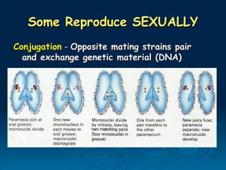 Some Reproduce SEXUALLY
Some Reproduce SEXUALLY
Conjugation
Conjugation -
- Opposite mating strains pair
Opposite mating strains pair
and exchange genetic material (DNA)
and exchange genetic material (DNA)
 