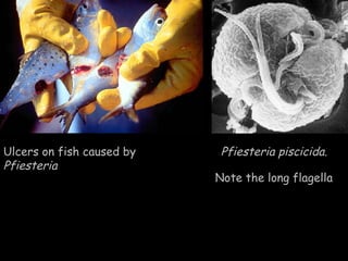 Pfiesteria piscicida.
Ulcers on fish caused by
Pfiesteria
Note the long flagella
 