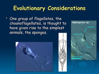 Evolutionary Considerations
Evolutionary Considerations
• One group of flagellates, the
One group of flagellates, the
choanoflagellates, is thought to
choanoflagellates, is thought to
have given rise to the simplest
have given rise to the simplest
animals, the sponges.
animals, the sponges.
 