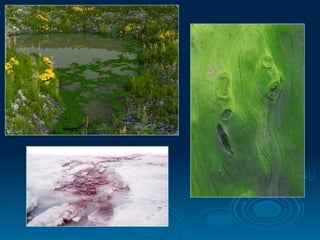 PROTISTA PPPPPPPPPPPPPPPPPPPCC revised.ppt