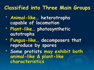 Classified into Three Main Groups
Classified into Three Main Groups
• Animal-like
Animal-like… heterotrophs
… heterotrophs
capable of locomotion
capable of locomotion
• Plant-like
Plant-like… photosynthetic
… photosynthetic
autotrophs
autotrophs
• Fungus-like
Fungus-like… decomposers that
… decomposers that
reproduce by spores
reproduce by spores
• Some protists
Some protists may exhibit both
may exhibit both
animal-like & plant-like
animal-like & plant-like
characteristics
characteristics
 