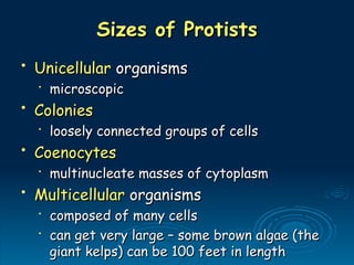 Sizes of Protists
Sizes of Protists
• Unicellular
Unicellular organisms
organisms
•
microscopic
microscopic
• Colonies
Colonies
•
loosely connected groups of cells
loosely connected groups of cells
• Coenocytes
Coenocytes
•
multinucleate masses of cytoplasm
multinucleate masses of cytoplasm
• Multicellular
Multicellular organisms
organisms
•
composed of many cells
composed of many cells
•
can get very large – some brown algae (the
can get very large – some brown algae (the
giant kelps) can be 100 feet in length
giant kelps) can be 100 feet in length
 