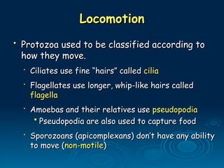 Locomotion
Locomotion
• Protozoa used to be classified according to
Protozoa used to be classified according to
how they move.
how they move.
•
Ciliates use fine “hairs” called
Ciliates use fine “hairs” called cilia
cilia
•
Flagellates use longer, whip-like hairs called
Flagellates use longer, whip-like hairs called
flagella
flagella
•
Amoebas and their relatives use
Amoebas and their relatives use pseudopodia
pseudopodia
• Pseudopodia are also used to capture food
Pseudopodia are also used to capture food
•
Sporozoans (apicomplexans) don’t have any ability
Sporozoans (apicomplexans) don’t have any ability
to move (
to move (non-motile
non-motile)
)
 