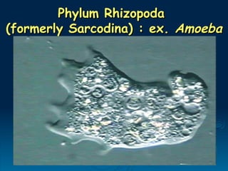 Phylum Rhizopoda
Phylum Rhizopoda
(formerly Sarcodina) : ex.
(formerly Sarcodina) : ex. Amoeba
Amoeba
 