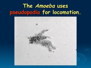 The
The Amoeba
Amoeba uses
uses
pseudopodia
pseudopodia for locomotion.
for locomotion.
 