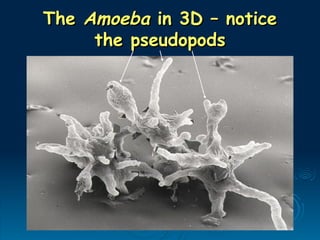 The
The Amoeba
Amoeba in 3D – notice
in 3D – notice
the pseudopods
the pseudopods
 