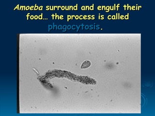 Amoeba
Amoeba surround and engulf their
surround and engulf their
food… the process is called
food… the process is called
phagocytosis
phagocytosis.
.
 