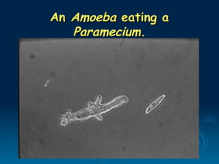 An
An Amoeba
Amoeba eating a
eating a
Paramecium
Paramecium.
.
 