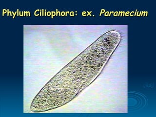 Phylum Ciliophora: ex.
Phylum Ciliophora: ex. Paramecium
Paramecium
 