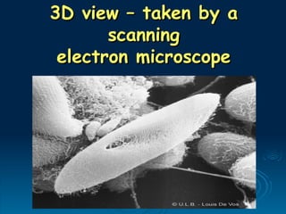 3D view – taken by a
3D view – taken by a
scanning
scanning
electron microscope
electron microscope
 