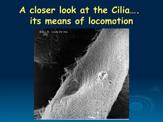 A closer look at the Cilia….
A closer look at the Cilia….
its means of locomotion
its means of locomotion
 