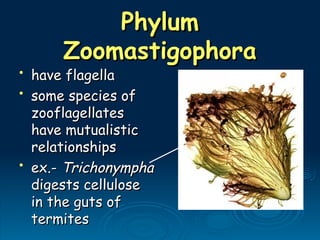 Phylum
Phylum
Zoomastigophora
Zoomastigophora
• have flagella
have flagella
• some species of
some species of
zooflagellates
zooflagellates
have mutualistic
have mutualistic
relationships
relationships
• ex.-
ex.- Trichonympha
Trichonympha
digests cellulose
digests cellulose
in the guts of
in the guts of
termites
termites
 