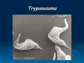 Trypanosoma
Trypanosoma
 