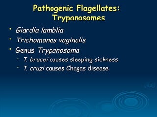 Pathogenic Flagellates:
Pathogenic Flagellates:
Trypanosomes
Trypanosomes
• Giardia lamblia
Giardia lamblia
• Trichomonas vaginalis
Trichomonas vaginalis
• Genus
Genus Trypanosoma
Trypanosoma
•
T. brucei
T. brucei causes sleeping sickness
causes sleeping sickness
•
T. cruzi
T. cruzi causes Chagas disease
causes Chagas disease
 