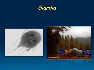 Giardia
Giardia
 