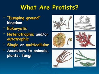 What Are Protists?
What Are Protists?
• “
“Dumping ground”
Dumping ground”
kingdom
kingdom
• Eukaryotic
Eukaryotic
• Heterotrophic
Heterotrophic and/or
and/or
autotrophic
autotrophic
• Single
Single or
or multicellular
multicellular
• Ancestors to animals,
Ancestors to animals,
plants, fungi
plants, fungi
 