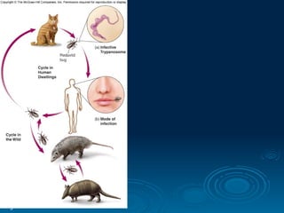 Figure 5.27
T. cruzi causes
Chagas disease
 