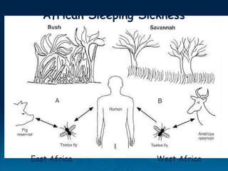 East Africa West Africa
African Sleeping Sickness
 