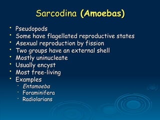 Sarcodina
Sarcodina (Amoebas)
(Amoebas)
• Pseudopods
Pseudopods
• Some have flagellated reproductive states
Some have flagellated reproductive states
• Asexual reproduction by fission
Asexual reproduction by fission
• Two groups have an external shell
Two groups have an external shell
• Mostly uninucleate
Mostly uninucleate
• Usually encyst
Usually encyst
• Most free-living
Most free-living
• Examples
Examples
•
Entamoeba
Entamoeba
•
Foraminifera
Foraminifera
•
Radiolarians
Radiolarians
 
