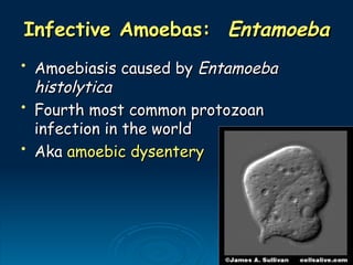 Infective Amoebas:
Infective Amoebas: Entamoeba
Entamoeba
• Amoebiasis caused by
Amoebiasis caused by Entamoeba
Entamoeba
histolytica
histolytica
• Fourth most common protozoan
Fourth most common protozoan
infection in the world
infection in the world
• Aka
Aka amoebic dysentery
amoebic dysentery
 