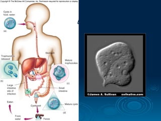 Figure 5.28
Entamoeba histolytica
 