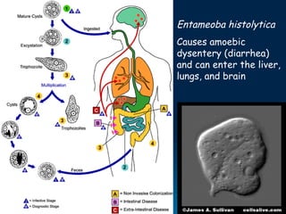 Entameoba histolytica
Causes amoebic
dysentery (diarrhea)
and can enter the liver,
lungs, and brain
 